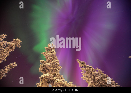 Aurora Borealis oder das Nordlicht, Yukon. Stockfoto