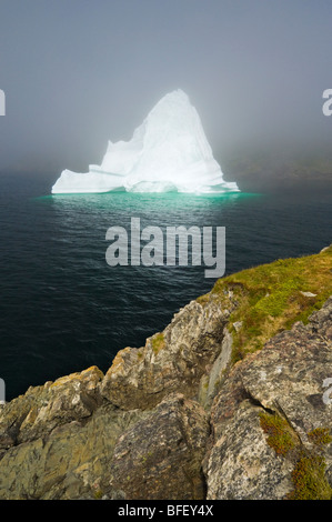 Eisberg bei steigender Nebel schwebt in Trinity Bay vor felsigen Küste Bonavista Halbinsel von östlichen Neufundland-Neufundland und Labr Stockfoto