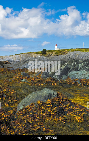 Atlantischen Ozean Kelp Betten ergab bei Ebbe mit schroffen Klippen von Cape St. Mary im Hintergrund Acadian Ufer des Nova Sco Stockfoto