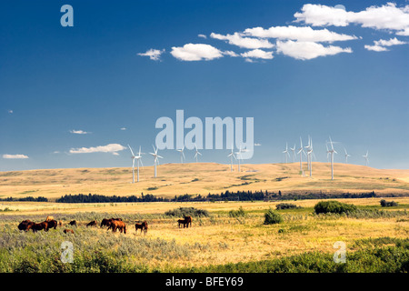 Pferde und Wiind Turbinen, Pincher Creek, Alberta, Kanada, Energie, Windenergie, Alternative Energie Stockfoto