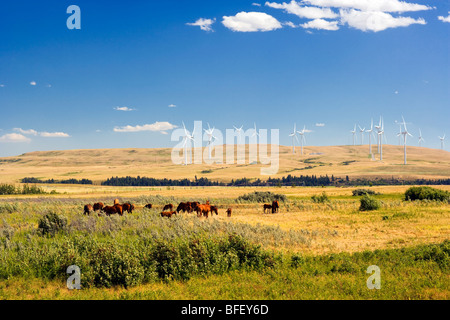 Pferde und Wiind Turbinen, Pincher Creek, Alberta, Kanada, Energie, Windenergie, Alternative Energie Stockfoto