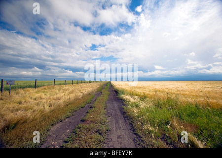 Sturm aufbrechen über Ridge Road 221, Alberta, Kanada, Getreide, Landwirtschaft, Wetter Stockfoto