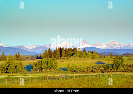 Rinder im Alpenvorland in der Nähe von Bäumen, Rockies, Berge, Cochrane, Alberta, Kanada Stockfoto