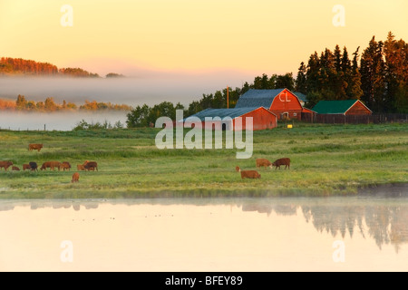 Nebel heben über Ranch im frühen Morgenlicht, Cochrane, Alberta, Kanada, Teich, Viehzucht, Landwirtschaft, Scheune Stockfoto
