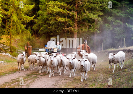Schafe hüten auf Salbei Bauernhof, Rock Creek, British Columbia, Kanada, Landwirtschaft, Leute, Landwirtschaft, Modell freigegeben Stockfoto