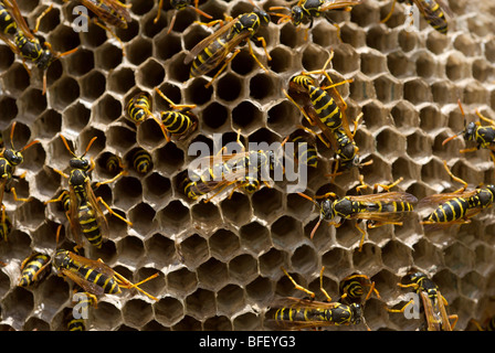 Wespen am Nest gebaut auf Fensterläden Stockfoto