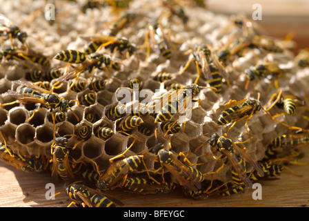 Wespen am Nest gebaut auf Fensterläden Stockfoto