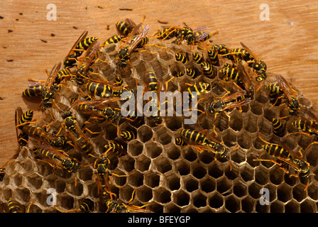 Wespen am Nest gebaut auf Fensterläden Stockfoto