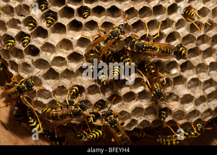 Wespen am Nest gebaut auf Fensterläden Stockfoto