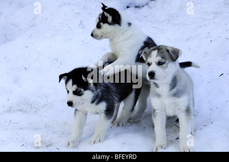 Sechs Wochen alten reinrassigen Siberian Husky Welpen im Schnee am Bright Angel Park, Cowichan Station, BC.  Modell Releae, Amber Lassooij) Stockfoto