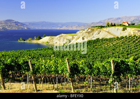 Weinberge in Naramata, BC Stockfoto