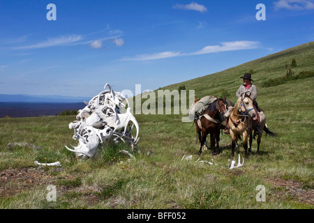 Grabstein des Elch Geweih in der Itcha Mountains von British Columbia Kanada Stockfoto