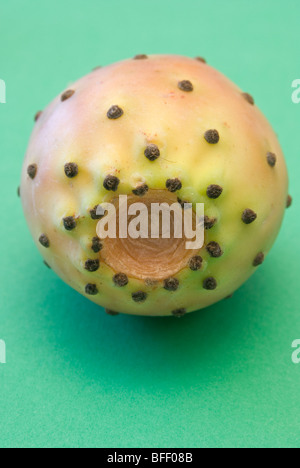 Kaktusfeige - indische Feigen Birne Kaktus (Opuntia Ficus-Indica, Opuntia Ficus-Barbarica) Stockfoto