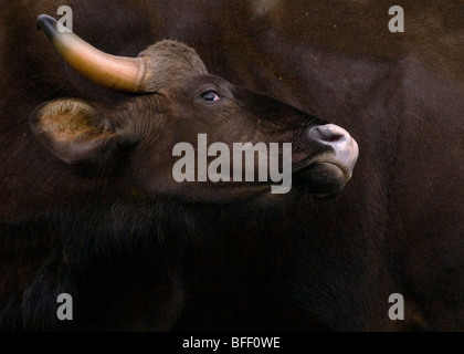 Der Gaur (Bos Gaurus), auch genannt indische Bison, ist die größte erhaltene Rind an B R Hills Tiger Reserve in der Nähe von Mysore Stockfoto