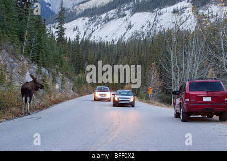 Stier Elch (Alces Alces) auf der Straße und Fahrzeuge. Jasper Nationalpark, Alberta. Stockfoto