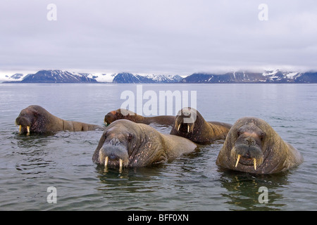 Erwachsene männliche atlantischen Walrosse (Odobenus Rosmarus Rosmarus), Spitzbergen, Arktis Norwegen Stockfoto