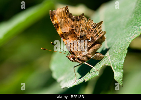 Komma Schmetterling (Polygonia c-Album) Underwing. Slowenien-Juli. Stockfoto