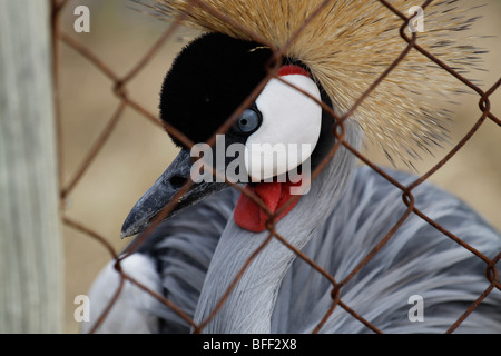 Grey gekrönter Kran im Zoo (Balearica Regulorum). Stockfoto