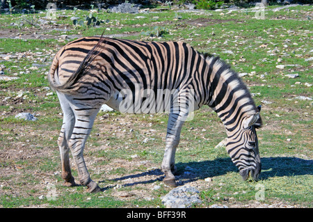 Damaraland-Zebra (Equus Burchelli Antiquorum) Stockfoto