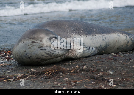 Seeleopard, Hydrurga Leptonyx häufiger gesehen holte auf dem Eis weiter südlich, ist dies eine seltene Sichtung auf Süd-Georgien. Stockfoto