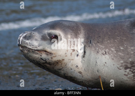 Seeleopard, Hydrurga Leptonyx häufiger gesehen holte auf dem Eis weiter südlich, ist dies eine seltene Sichtung auf Süd-Georgien. Stockfoto