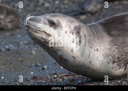 Seeleopard, Hydrurga Leptonyx häufiger gesehen holte auf dem Eis weiter südlich, ist dies eine seltene Sichtung auf Süd-Georgien. Stockfoto