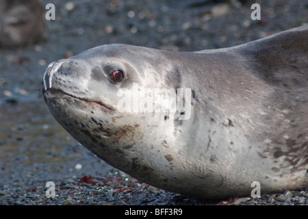 Seeleopard, Hydrurga Leptonyx häufiger gesehen holte auf dem Eis weiter südlich, ist dies eine seltene Sichtung auf Süd-Georgien. Stockfoto