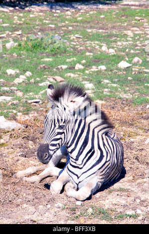 Damaraland-Zebra (Equus Burchelli Antiquorum) Stockfoto