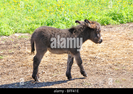 Sizilianische Esel (Equus Asinus) Stockfoto