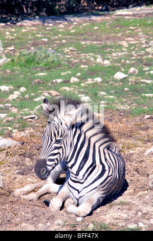 Damaraland-Zebra (Equus Burchelli Antiquorum) Stockfoto