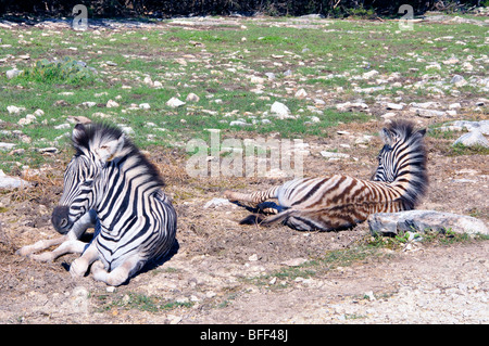 Damaraland-Zebra (Equus Burchelli Antiquorum) Stockfoto