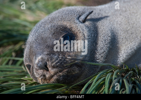 Antarctic Fur Seal Pup, Arctocephalus Gazella, Porträt, Südgeorgien, Süd-Atlantik. Stockfoto