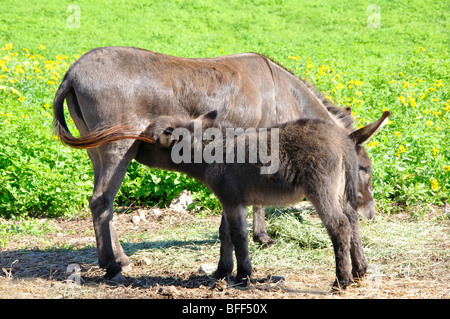 Sizilianische Esel (Equus Asinus) Stockfoto