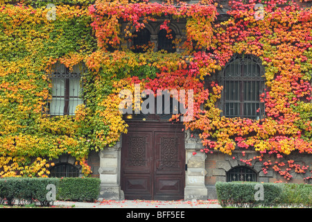 Windows bedeckt mit wildem Wein rot im Herbst Parthenocissus tricuspidata Stockfoto
