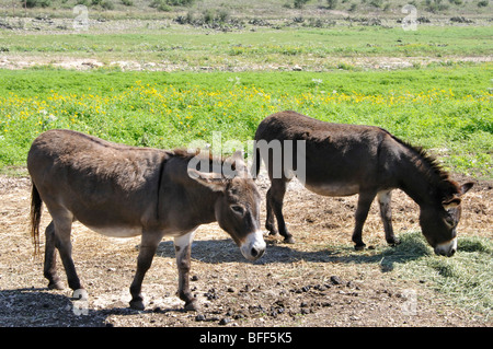 Sizilianische Esel (Equus Asinus) Stockfoto