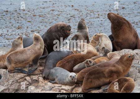 Südamerikanischen Seelöwen, Otaria Flavescens/Byronia, dominanten Bull Knurren auf den Rest der Kolonie, Ushuaia, Beagle-Kanal. Stockfoto