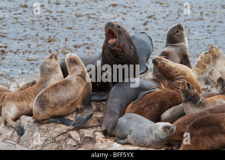 Südamerikanischen Seelöwen, Otaria Flavescens/Byronia, dominanten Bull Knurren auf den Rest der Kolonie, Ushuaia, Beagle-Kanal. Stockfoto