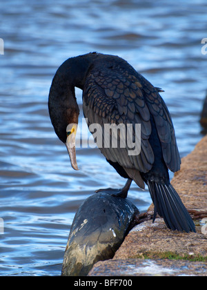 Kormoran, Phalacrocorax carbo Stockfoto