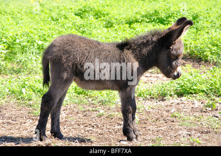 Sizilianische Esel (Equus Asinus) Stockfoto