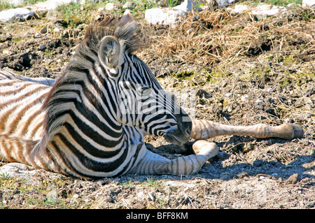 Damaraland-Zebra (Equus Burchelli Antiquorum) Stockfoto