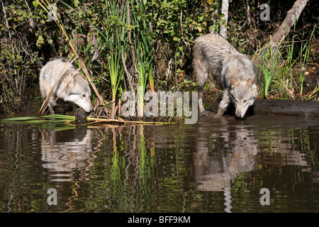 Paar Holz oder graue Wölfe aus einem kleinen Teich trinken wird vorbereitet Stockfoto