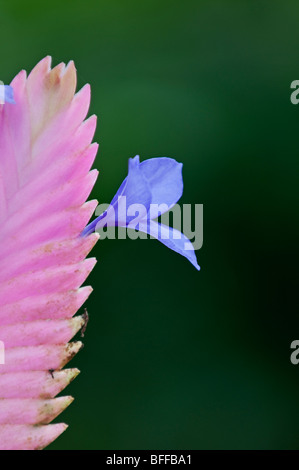 Tillandsia cyanea Stockfoto