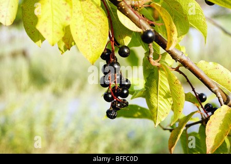 Vogel-Kirsche gewöhnliche  Padus Avium. Stockfoto