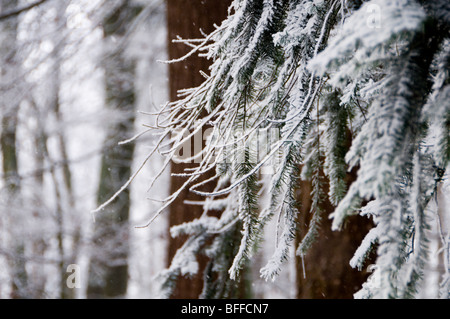 Nahaufnahme der schneebedeckten Zweige einer Tanne Stockfoto
