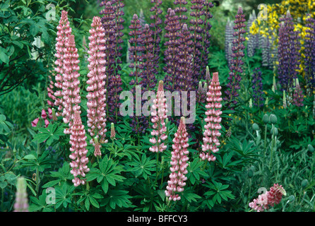 Nahaufnahme von rosa und lila Lupinen wachsen im Sommer Garten Grenze Stockfoto