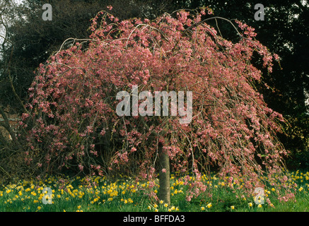 Kleine gelbe Narzissen unter einem Baum rosa blühende Kirschbäume im Garten im Frühjahr Stockfoto