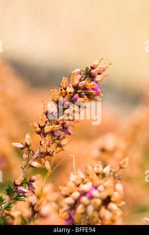 Heather wachsen wild in Schottland Stockfoto