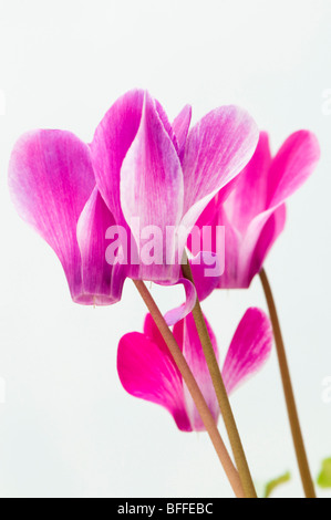 Nahaufnahme von bunten rosa und weiße Alpenveilchen Stockfoto