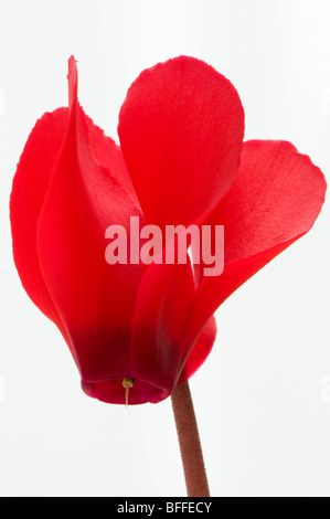 Nahaufnahme von leuchtend roten cyclamen Stockfoto