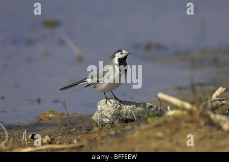 Weiße Bachstelze Motacilla Alba thront auf Felsen Pool in Lesbos, Griechenland im April. Stockfoto